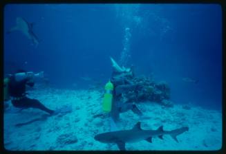 Underwater shot at sandy seafloor of a scuba diver kneeling in full mesh suit filming a second diver with school of sharks and Whitetip Reef Shark in foreground
