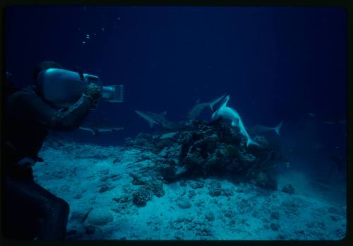 Underwater shot at sandy seafloor of the side of scuba diver kneeling in full mesh suit filming a school of sharks