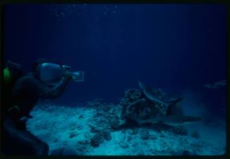 Underwater shot at sandy seafloor of the side of scuba diver kneeling in full mesh suit filming a school of sharks