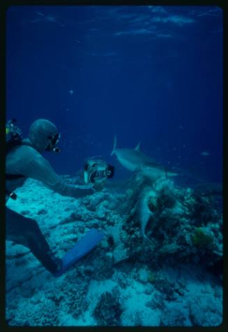 Underwater shot at sandy seafloor of the side of scuba diver kneeling in full mesh suit with underwater camera aimed at a large bitten fish and multiple sharks