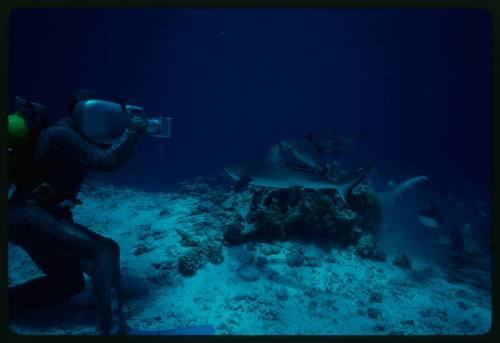 Underwater shot at sandy seafloor of the side of scuba diver kneeling in full mesh suit filming a school of sharks