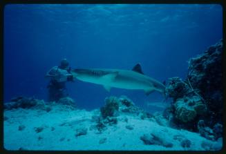 Underwater shot at sandy seafloor of large Whitetip Reef Shark with scuba diver holding underwater camera in background