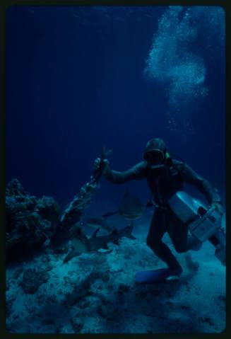 Underwater shot at sandy seafloor of scuba diver standing in full mesh suit holding filming gear and large bait fish with sharks following behind