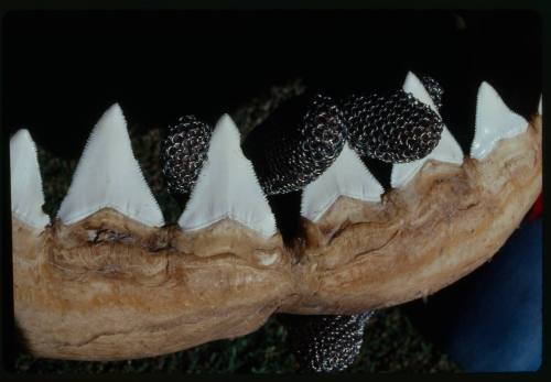 Close up of preserved White Shark jaw with mesh gloved fingers interlocked between teeth