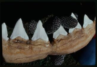 Close up of preserved White Shark jaw with mesh gloved fingers interlocked between teeth