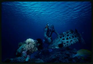 Underwater shot at reef bed in shallow water with scuba diver in mesh suit faced towards Potato Grouper and Blue Striped Snapper in left hand foreground corner