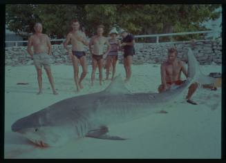 Shot of Tiger Shark laying on sand at a beach with person crouched behind the tail and a group standing in the background