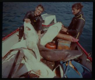 Shot of two people on dinghy holding snouts of sharks on deck amongst other caught sharks
