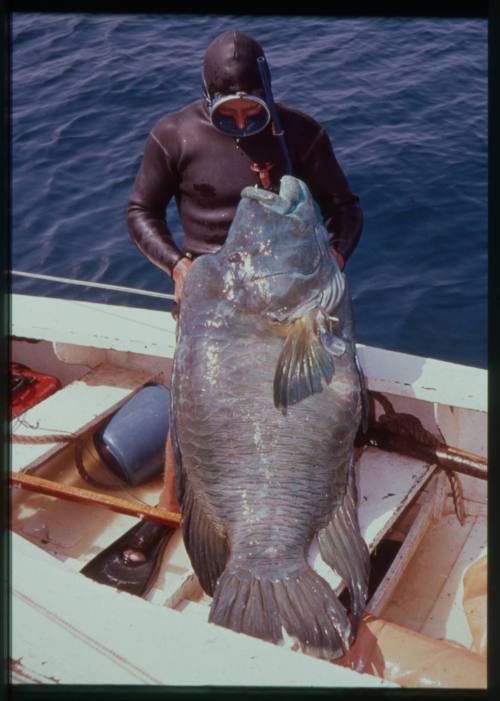 Shot of diver standing holding an Atlantic Goliath Grouper on dinghy
