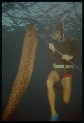 Underwater shot of person holding spear with caught Moray Eel attached
