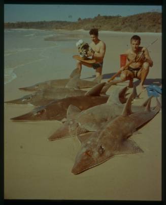 Shot of two people crouched with five caught Wedgefishes on the sand by the water's edge
