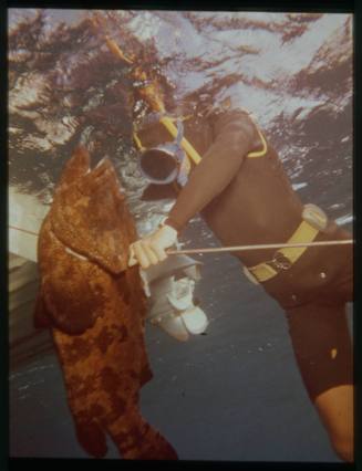 Underwater shot of spearfisher holding spear attached to Potato Cod with dinghy in background