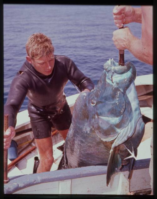 Shot of caught Atlantic Goliath Grouper being held up by person off camera with another person assisting from behind on dinghy