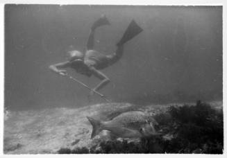 Underwater shot at seabed of freediver with spear rod with Bream