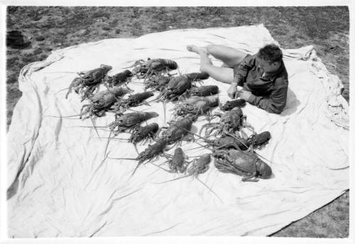 Shot of person laying on tarpaulin with large catch of Crayfish in two rows