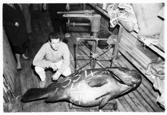 Topside shot of person squatting on the deck of a ship with a caught Atlantic Goliath Grouper with "334 L.B 16/7/61" written on the body