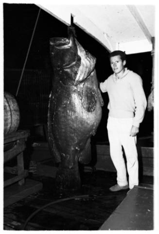 Shot of person standing on deck of ship next to a caught Atlantic Goliath Grouper hanging by the roof