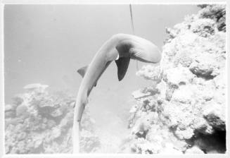 Underwater shot of caught White Tip Reef Shark speared through hanging next to a reef near seafloor