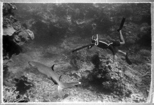 Underwater shot looking down on freediver pointing spearfishing gun towards a White Tip Reef Shark near seafloor