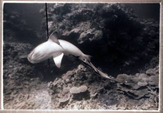 Underwater shot of caught White Tip Reef Shark speared through hanging near seafloor