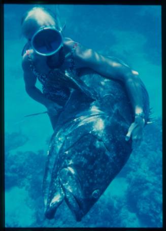 Underwater shot at sandy sea floor of Valerie Taylor freediving holding a large caught Atlantic Goliath Grouper