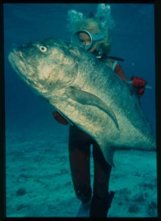 Underwater shot at sandy sea floor of Valerie Taylor freediving holding a large caught Giant Trevally