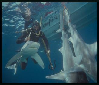 Underwater shot of freediver holding shark by dorsal fin with two other sharks hanging in water tied by their tails, with a boat in background
