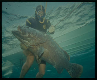 Underwater shot from below of freediver holding spear rod in the head of a large caught Atlantic Goliath Grouper