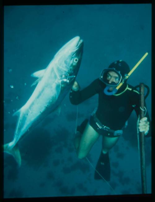 Underwater shot from above of freediver holding a speared Kingfish and spear rod