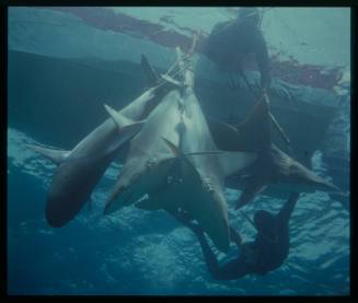 Underwater shot of four caught sharks hanging overboard tied by their tails, with person leaning overboard boat in background