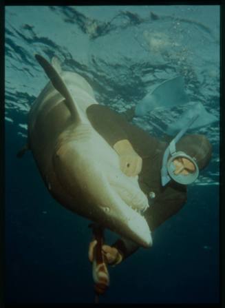 Underwater shot of freediver holding a Grey Reef Shark turned on its back and a spear rod