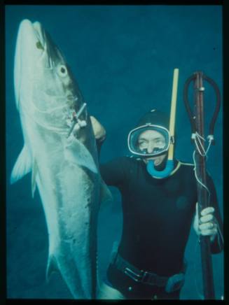 Underwater medium shot of freediver holding a speared Kingfish and spear rod