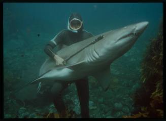Underwater shot at the seafloor of a freediver holding a Grey Reef Shark and spear rod