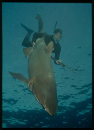 Underwater shot of a freediver holding a Grey Reef Shark by the rail and a spear rod