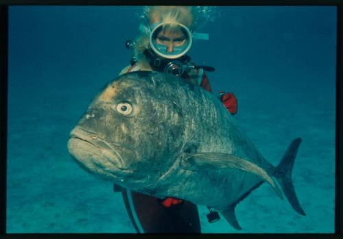 Underwater medium shot at sandy sea floor of Valerie Taylor holding a large caught Giant Trevally