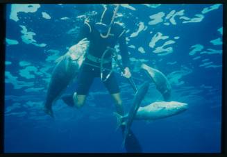 Underwater shot of freediver at water surface with four caught fish on their spear rod line