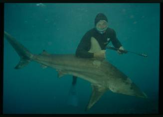 Underwater shot of freediver holding Grey Reef Shark by dorsal fin and spear rod