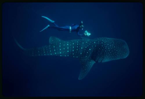 Underwater shot of side view of Whale Shark with snorkeller swimming beside with camera equipment