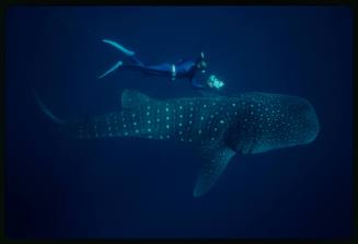 Underwater shot of side view of Whale Shark with snorkeller swimming beside with camera equipment