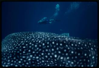 Underwater shot of top of Whale Shark head with snorkeller in background using camera equipment pointed at shark