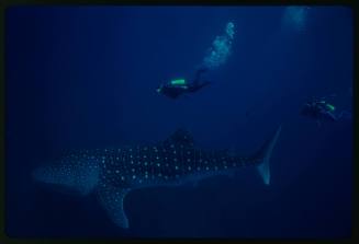 Underwater shot of side view of Whale Shark with two scuba divers swimming beside in background