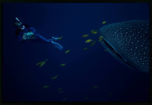 Underwater shot of mouth of Whale Shark with yellow black-striped school of fish and snorkeller holding camera equipment