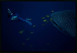 Underwater shot of mouth of Whale Shark with yellow black-striped school of fish and snorkeller holding camera equipment