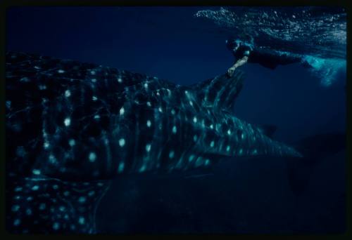 Underwater shot of Whale Shark body with snorkeller holding onto the dorsal fin