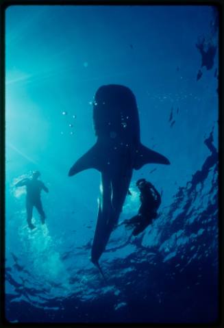 Underwater shot of water surface with full Whale Shark sillhouette and two snorkellers, one holding camera equipment towards shark