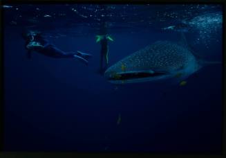 Underwater shot of mouth of Whale Shark with yellow black-striped school of fish and two snorkellers, one holding camera equipment