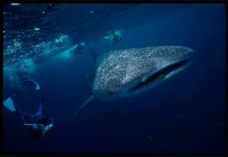 Underwater shot front view of Whale Shark near water surface with yellow black-striped school of fish and three snorkellers