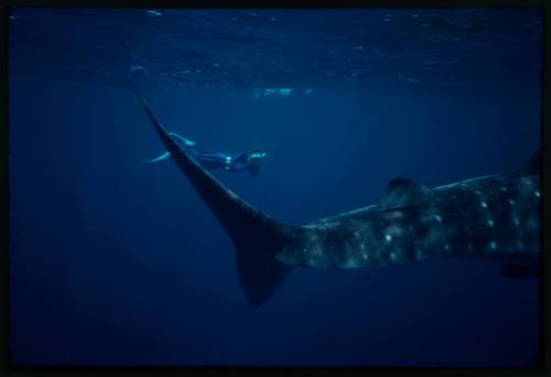 Underwater shot of Whale Shark tail and snorkeller holding camera equipment towards shark in background