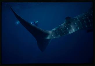 Underwater shot of Whale Shark tail and snorkeller holding camera equipment towards shark in background