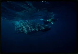 Underwater shot of Whale Shark with Ron Taylor snorkelling beside holding camera equipment